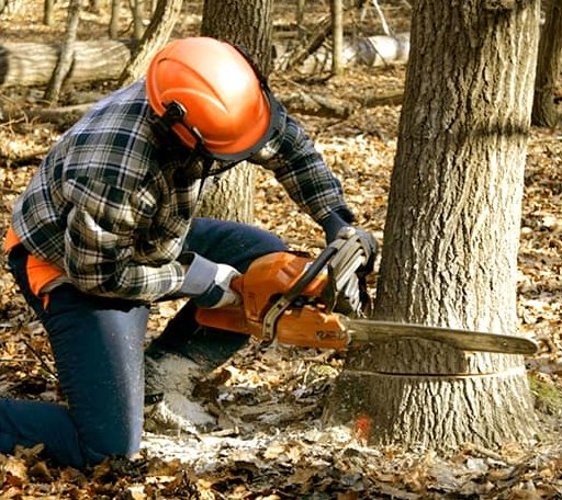 Tree Removal in Hermleigh, TX